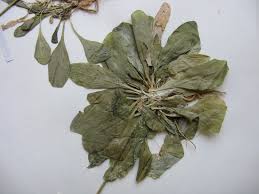 Attēlu rezultāti vaicājumam “Arabis hirsuta”