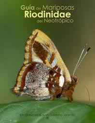 Attēlu rezultāti vaicājumam “Riodinidae”