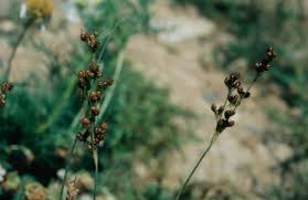 Attēlu rezultāti vaicājumam “Juncus alpinoarticulatus leaf”