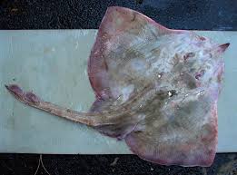 Image result for Rostroraja alba