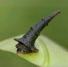 Attēlu rezultāti vaicājumam “Hadula trifolii”