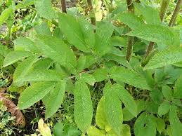 Attēlu rezultāti vaicājumam “Chaerophyllum aromaticum”