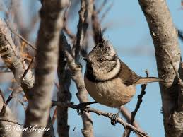 Attēlu rezultāti vaicājumam “Lophophanes cristatus”