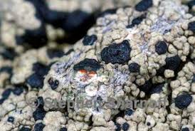 Attēlu rezultāti vaicājumam “Mycoblastus sanguinarius”