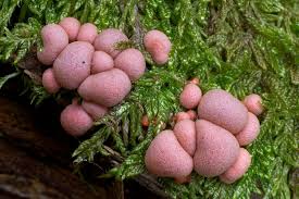 Attēlu rezultāti vaicājumam “Lycogala sp.”