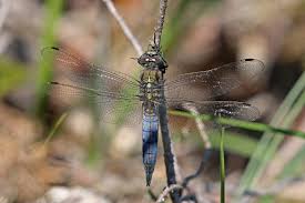 Attēlu rezultāti vaicājumam “Orthetrum cancellatum male”
