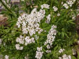 Image result for Valeriana officinalis