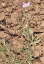 Attēlu rezultāti vaicājumam “Spergularia rubra”