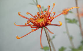 Image result for Chrysanthemum sebatense