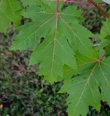 Attēlu rezultāti vaicājumam “Acer saccharinum leaf”
