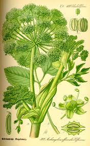 Image result for Angelica archangelica