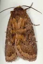 Attēlu rezultāti vaicājumam “Rusina ferruginea”