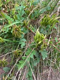 Attēlu rezultāti vaicājumam “Astragalus glycyphyllos”