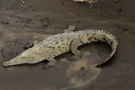 Image result for Crocodylus acutus
