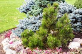 Attēlu rezultāti vaicājumam “Pinus sibirica”