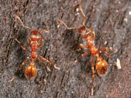 Attēlu rezultāti vaicājumam “Myrmica rubra”