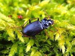 Attēlu rezultāti vaicājumam “Nebria brevicollis”