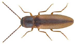 Attēlu rezultāti vaicājumam “Dalopius marginatus”