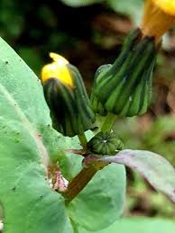 Attēlu rezultāti vaicājumam “Sonchus oleraceus bud”
