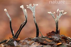 Attēlu rezultāti vaicājumam “Xylaria hypoxylon”