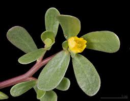Attēlu rezultāti vaicājumam “Portulaca oleracea”
