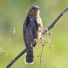 Attēlu rezultāti vaicājumam “Jynx torquilla adult”