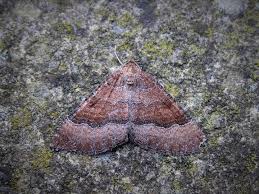 Attēlu rezultāti vaicājumam “Larentia clavaria”