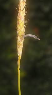 Attēlu rezultāti vaicājumam “Claviceps purpurea”