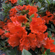 Attēlu rezultāti vaicājumam “rhododendron”