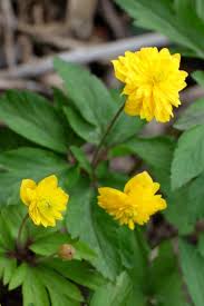 Attēlu rezultāti vaicājumam “Anemone ranunculoides bud”