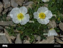 Image result for Alpenmohn