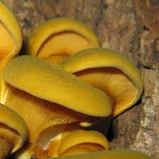 Attēlu rezultāti vaicājumam “Panellus serotinus”