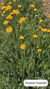 Attēlu rezultāti vaicājumam “Leontodon hispidus flower”