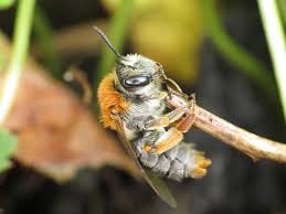 Attēlu rezultāti vaicājumam “Andrena haemorrhoa”