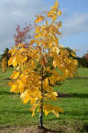Attēlu rezultāti vaicājumam “Carya ovata leaf”