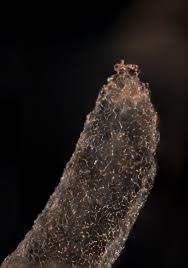 Attēlu rezultāti vaicājumam “Stemonitis lignicola macro”