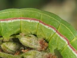 Attēlu rezultāti vaicājumam “Eucarta virgo”