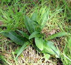 Attēlu rezultāti vaicājumam “Dactylorhiza fuchsii leaf”