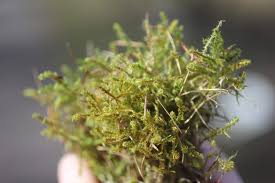 Attēlu rezultāti vaicājumam “Rhytidiadelphus squarrosus”