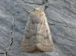 Attēlu rezultāti vaicājumam “Hoplodrina octogenaria”