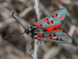 Attēlu rezultāti vaicājumam “Zygaena cocoon”