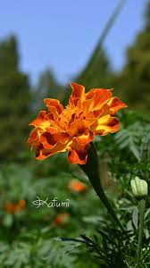 「ジート 花の魔法使いマリーベル」の画像検索結果