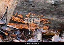 Attēlu rezultāti vaicājumam “Pycnoporellus alboluteus”