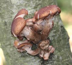 Attēlu rezultāti vaicājumam “Armillaria sp.”