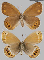 Attēlu rezultāti vaicājumam “Coenonympha hero”