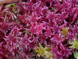 Attēlu rezultāti vaicājumam “Sphagnum rubellum”