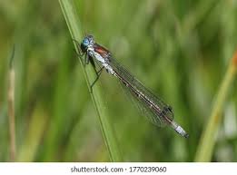 Attēlu rezultāti vaicājumam “Lestes dryas male”