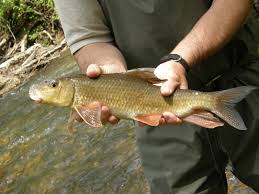 Image result for Moxostoma erythrurum