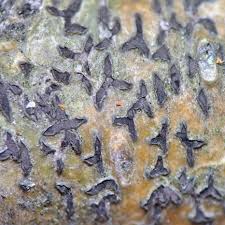 Attēlu rezultāti vaicājumam “Phaeographis dendritica”