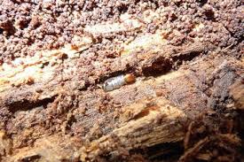 Attēlu rezultāti vaicājumam “Scardia boletella pupa”